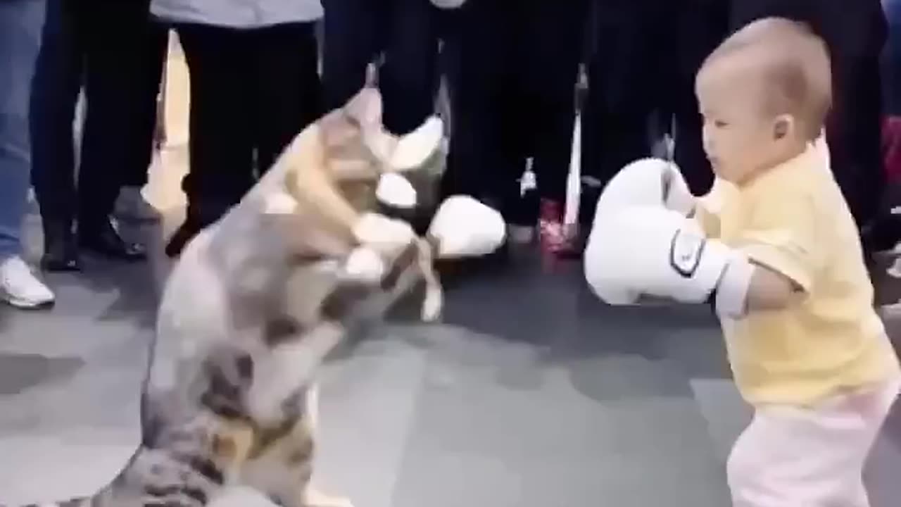 This scene... fight catinteresting video fight harmony between humans and animals cute pet DOU