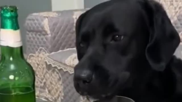 The funny cute cats and dogs