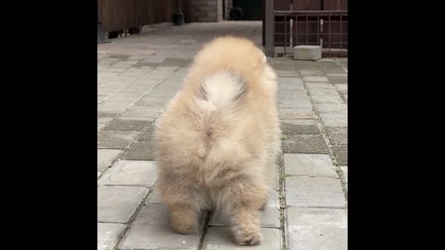 Little Pomeranian, very cute, do you like it