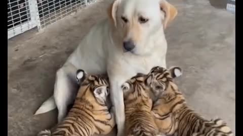 Funny cats and dogs compilation #4