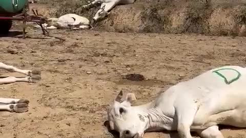 Malori improvvisi... è il terzo allevamento qui in zona (Cuneo)
