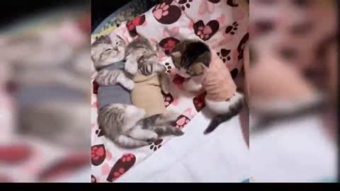 Cute cat's funny video