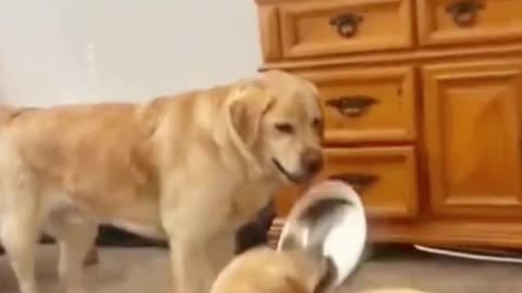 Funny dogs #funny #dogs #funnydogs