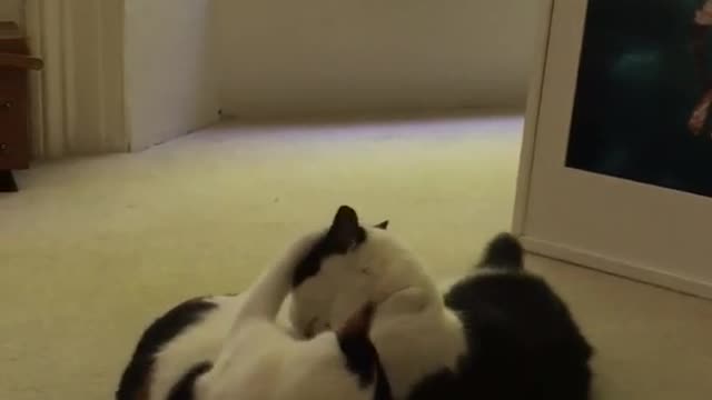 Two white cats play fighting