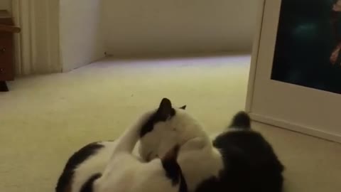 Two white cats play fighting