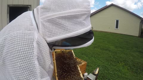August 21, 2024 Hive #1 Inspection Part I