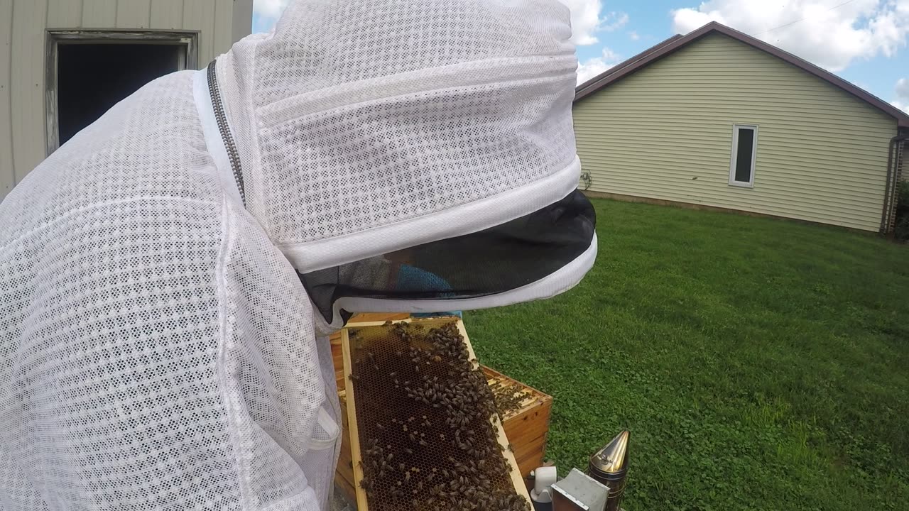 August 21, 2024 Hive #1 Inspection Part I