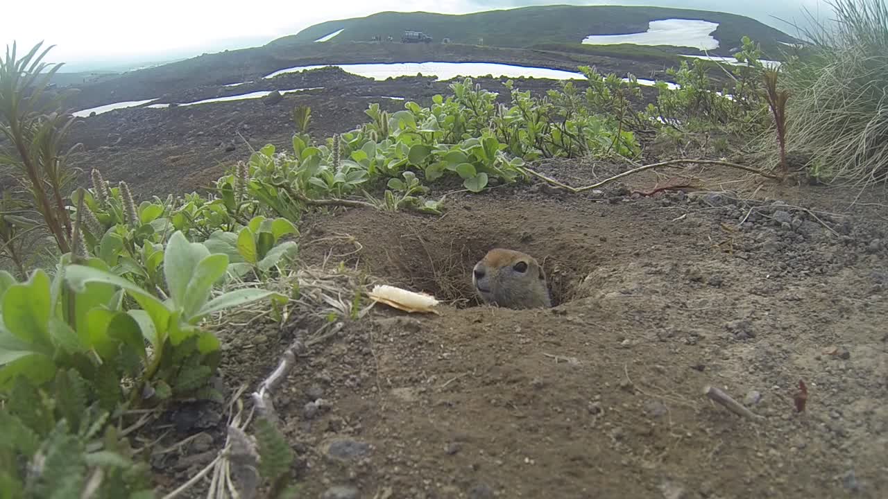 Freeze Gopher!! Adorable Gopher Poses and Grabs Snack