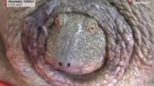 The exhausted Euphrates tortoise was brought back to life.