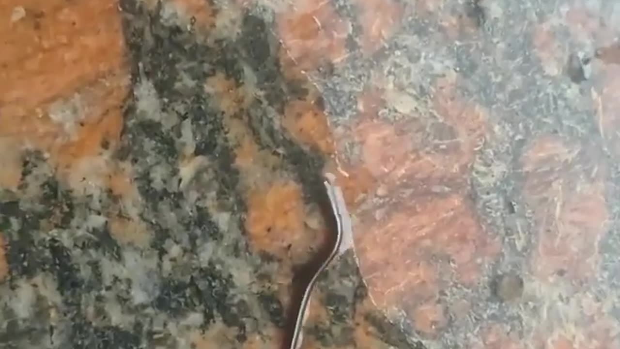 wildlife