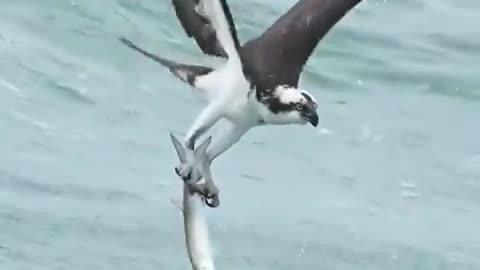 The Osprey is Majestic