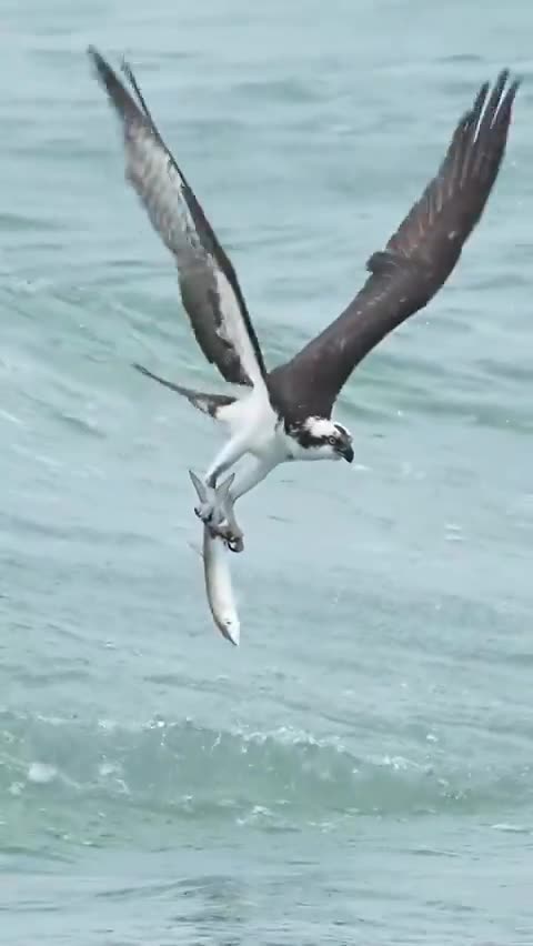 The Osprey is Majestic