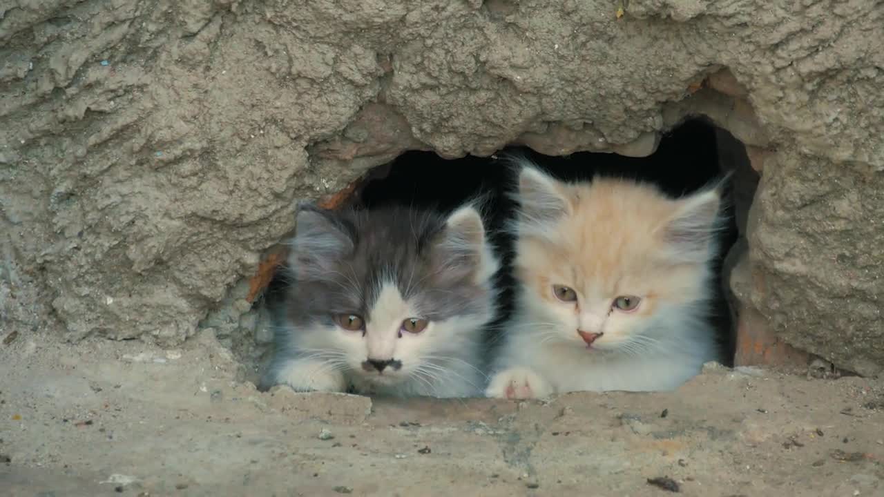 Two kitten sitting outdoors street