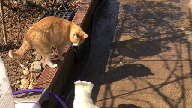 The first meeting of a cute dog and cat