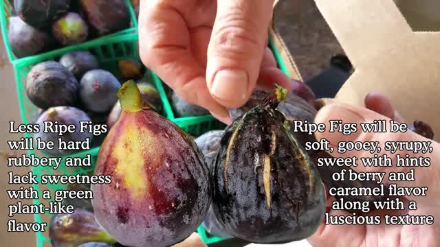 September Figs - Gooey, Sweet, Luscious!