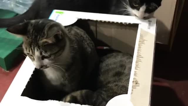 Playing with the ownerless cat