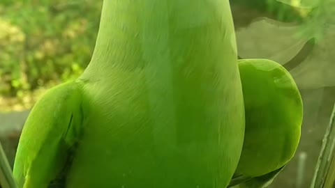 🦜 parrot 😍 |best parrot video. 😍😍