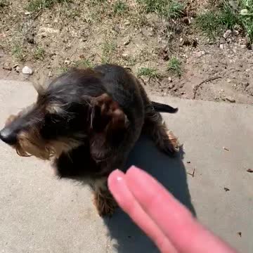 Bang bang ... pup plays to be shot down