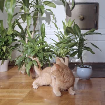 It's my funny cat 🙌