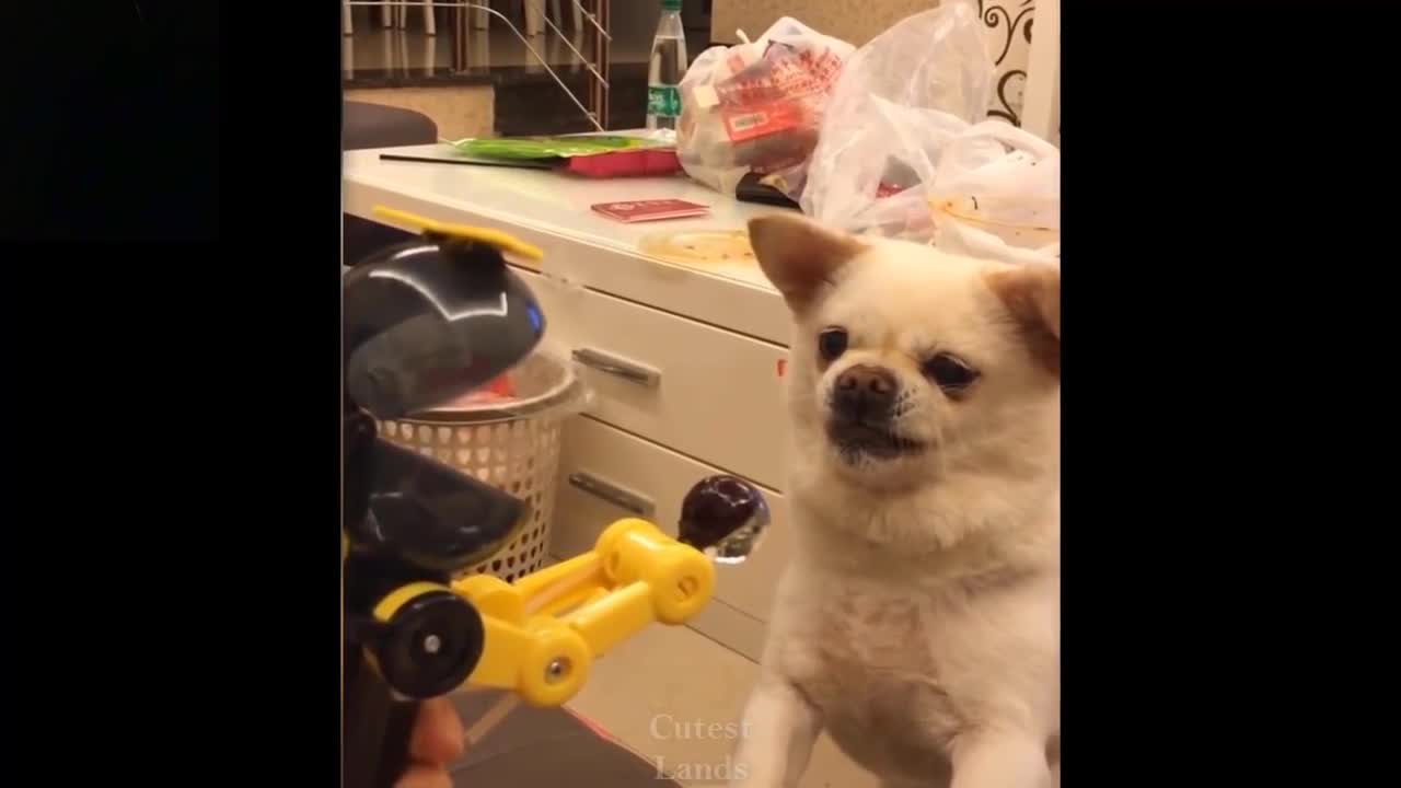 Funny Animals