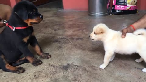 Cute puppy and cats