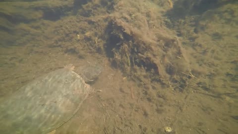 Huge Turtle