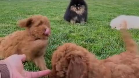 Puppies are playing with each other