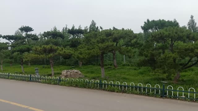 The rows of pine trees are like warriors