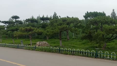 The rows of pine trees are like warriors