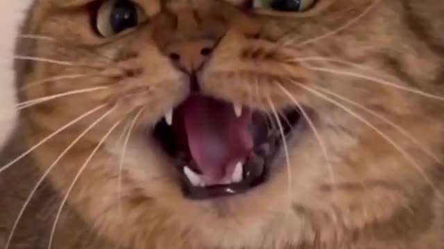 Why does it match so perfectly lmao 😢😂