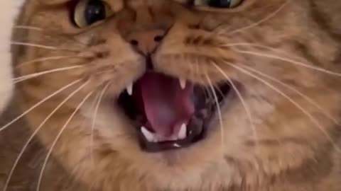 Why does it match so perfectly lmao 😢😂