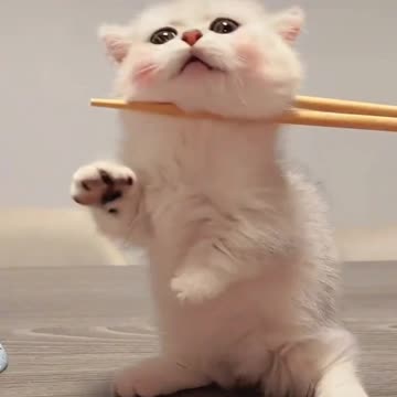 Cute Cat Video And Fanny Cat Video