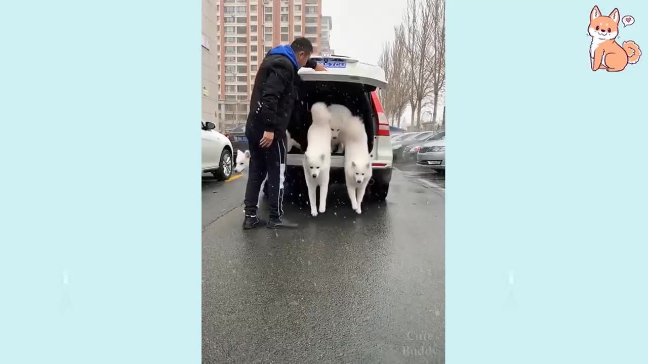 Cute, funny and intelligent dogs