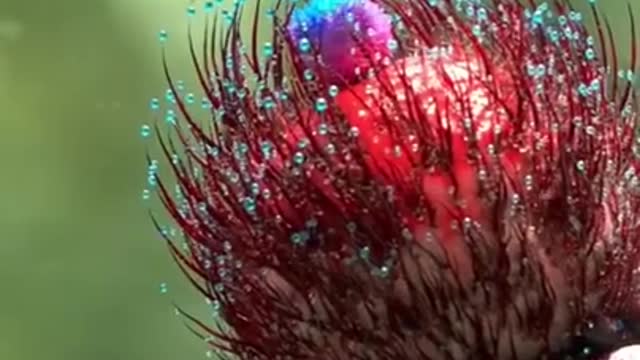 Always cute video||amazing video