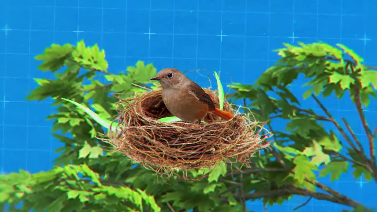 Birds That Went Too For to Build a Nest