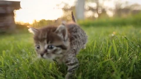 cute kittens can't help but fall in love