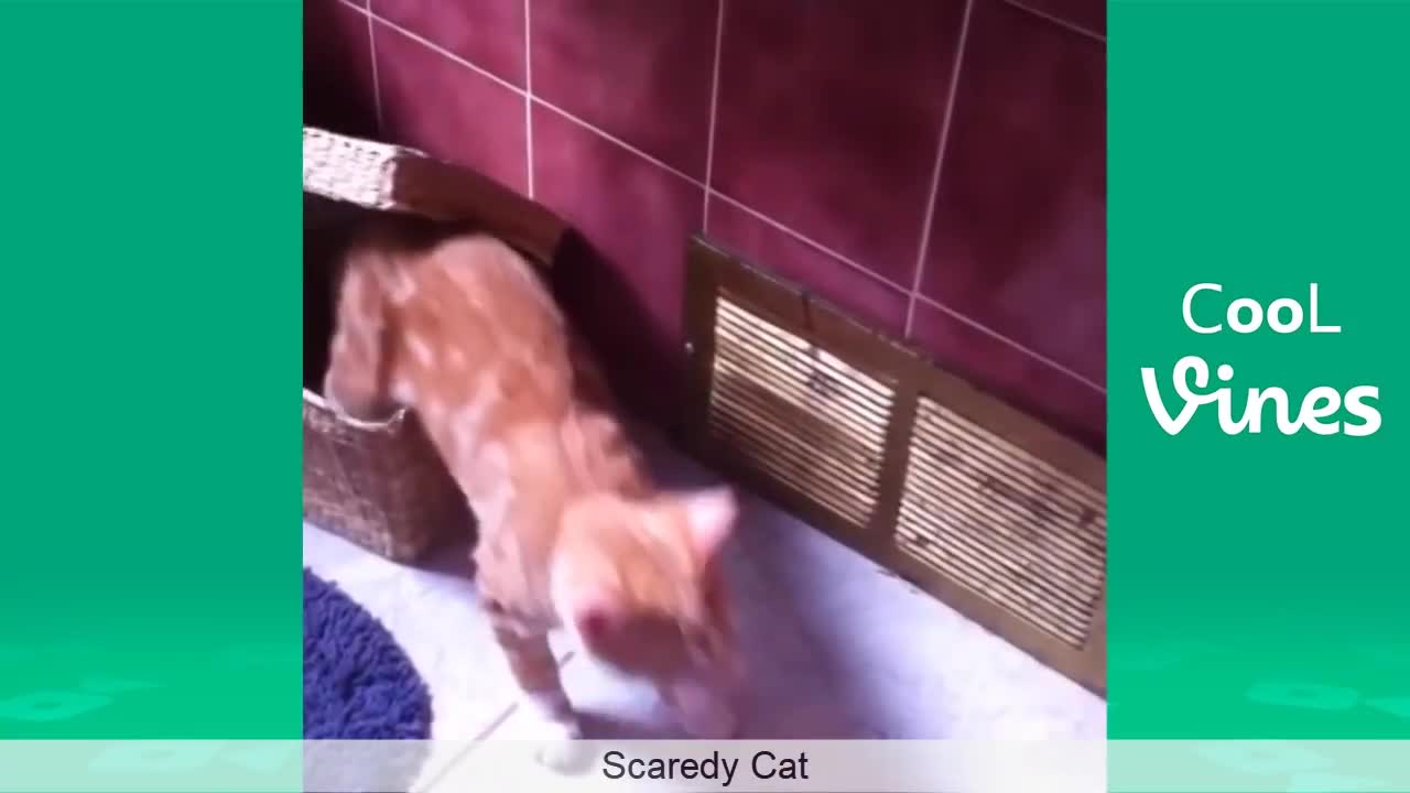 Cats and dogs are a form of entertainment