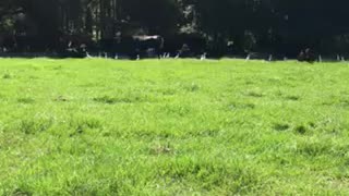 Country land in south