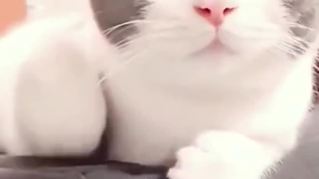 funny cat video || most popular cat of the world || how to take care of a cat || persian cat
