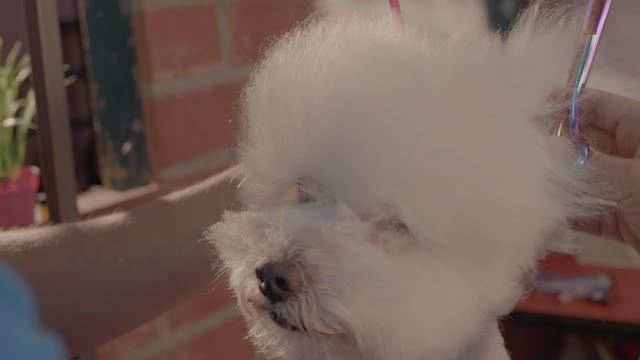 Dog groomer cutting hair to a white dog