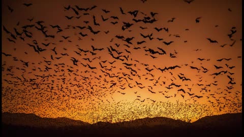 An Army of Bats. Relaxing sounds. Drift into your own happiness.