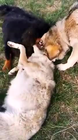 funny dogs playing #shorts