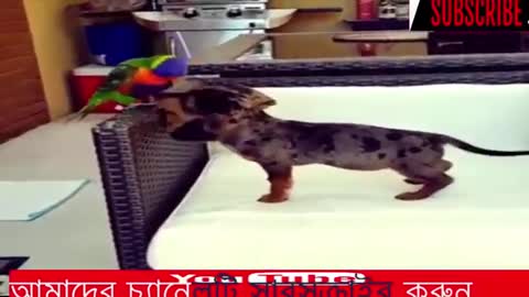 Funny Little Parrot Plays with Dog