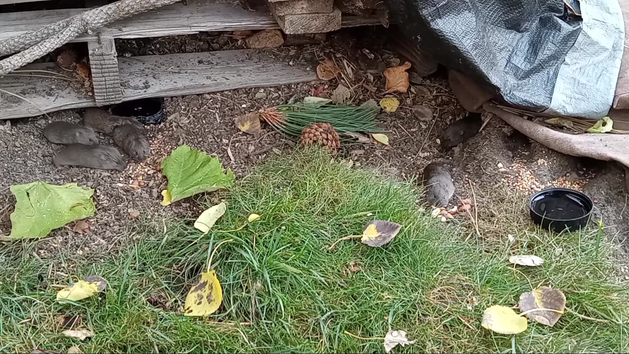 Their Behavior Has Been Very Different - Wyoming Voles Near Elk Fire