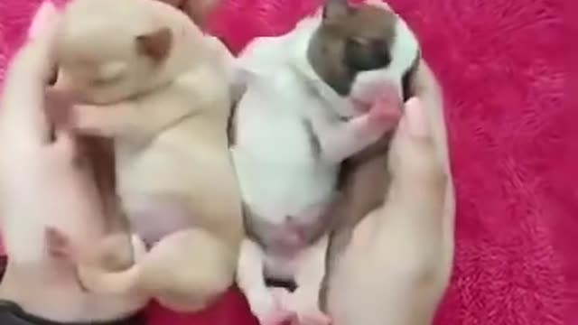 Wait for end # Shorts # 😁🐭🐽