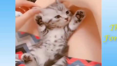 Funny animals❤️🐱🐱