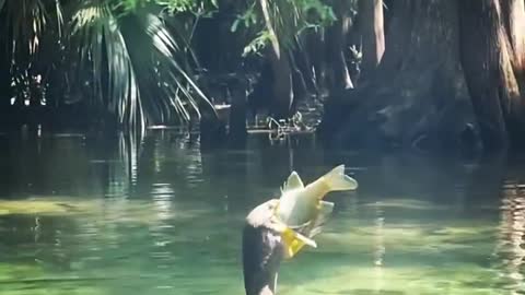 Heron has Lunch.