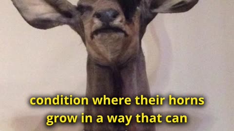 Animals That Can Die From Their Own Horns