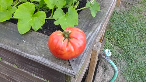 Tomato And Praying Mantis
