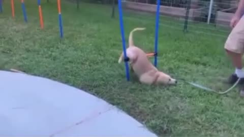 Lustige Hunde